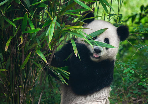 Bamboo brush